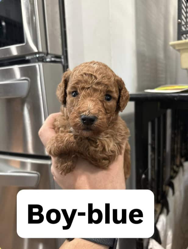 mini goldendoodle image 4