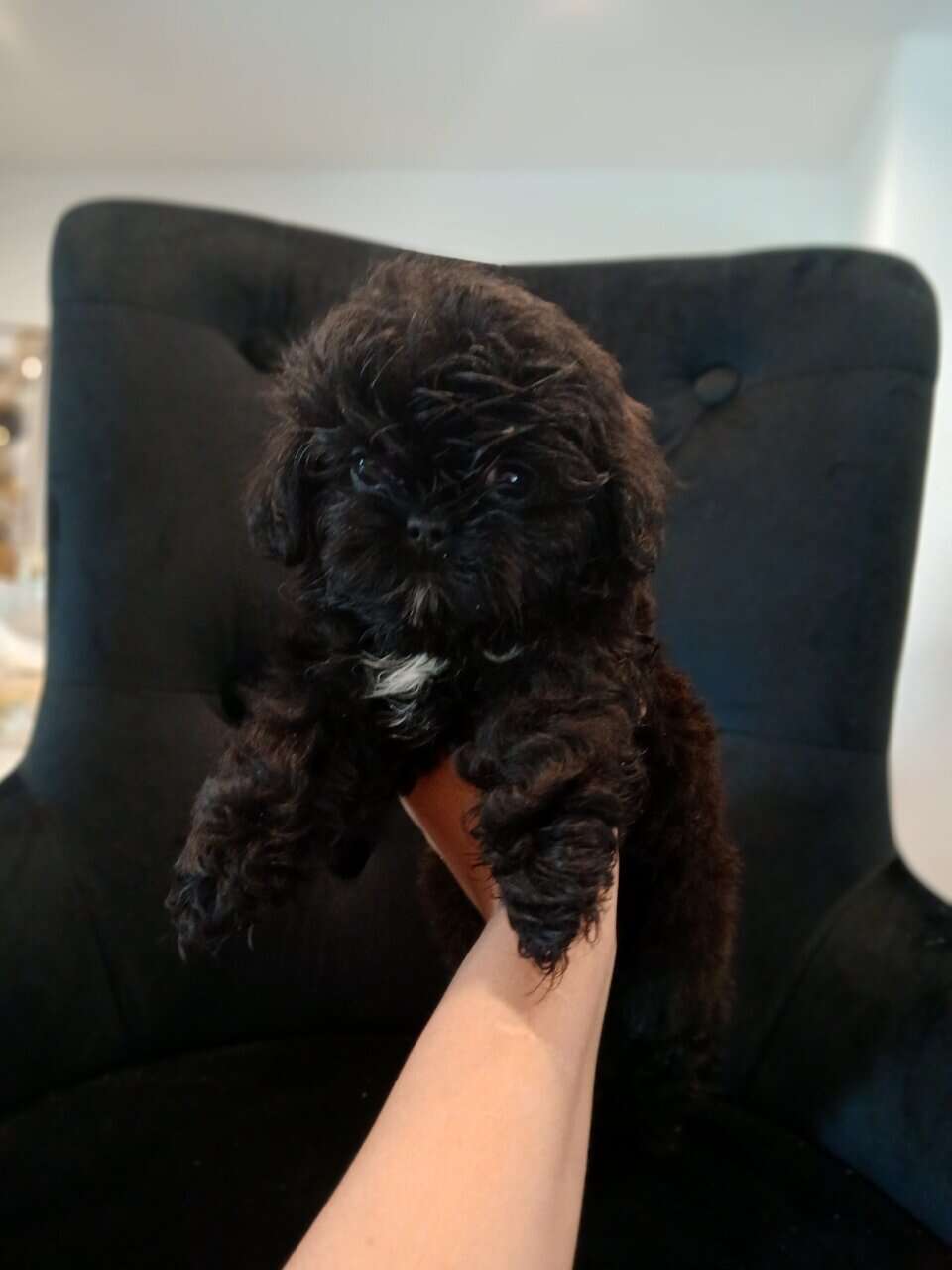 Shihtzu puppies image 2