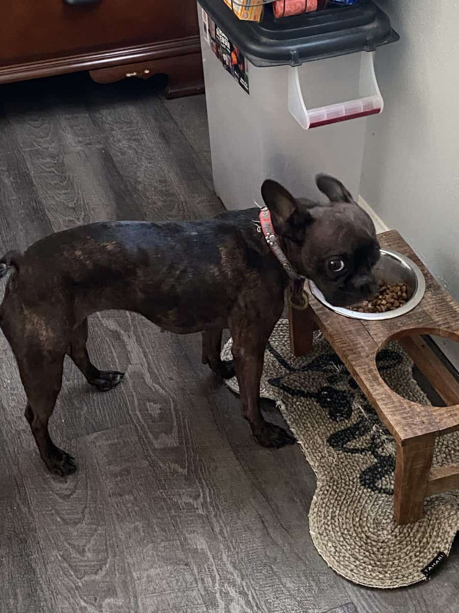 Frenchie image 2