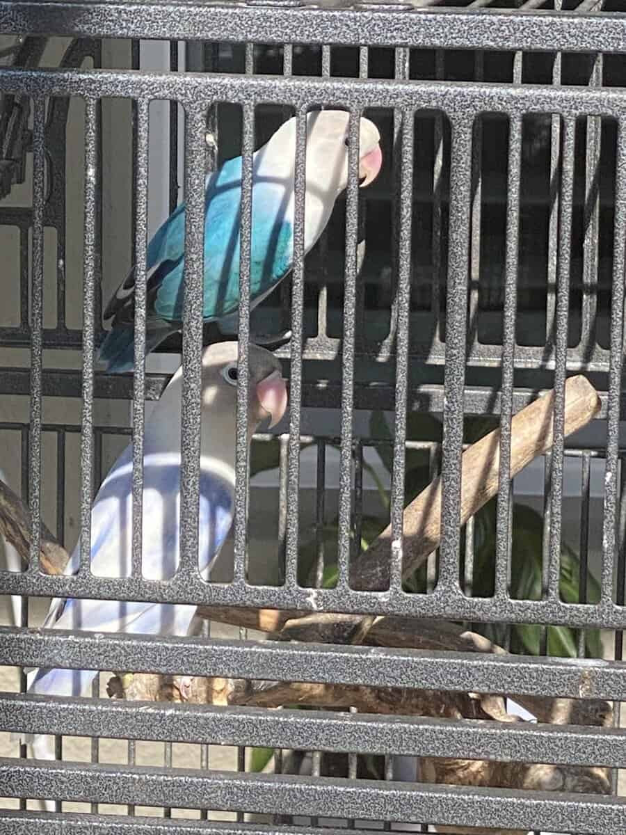 Young Male & Female Love Birds for Sale. image 1