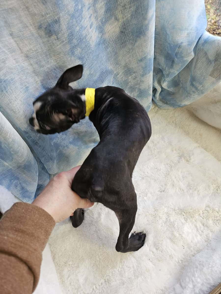 Yellow collar image 2