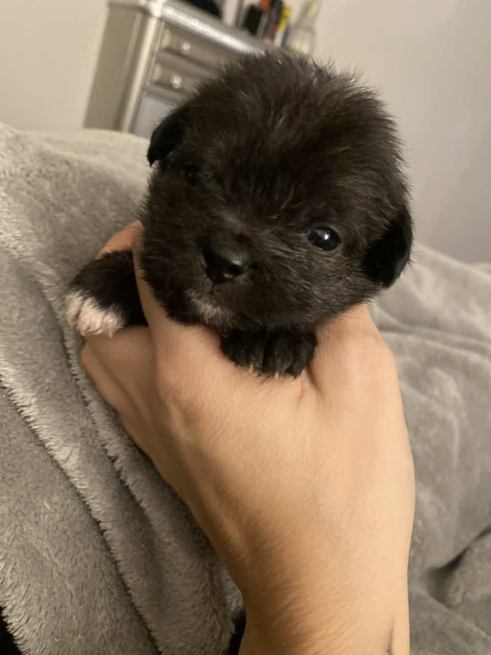 Maltipoo puppies image 1