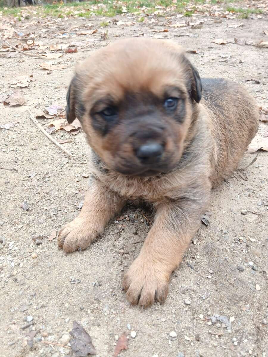 Rottie/Chessie Puppy image 4