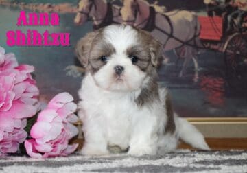 Anna Female Shihtzu