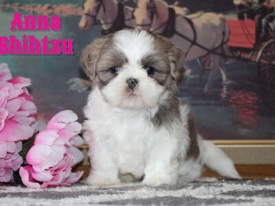 Anna Female Shihtzu