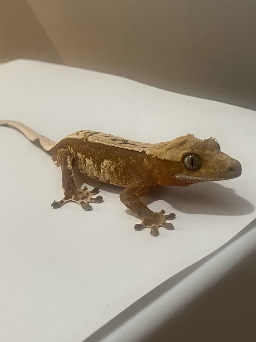 Crested Gecko male 20g image 1