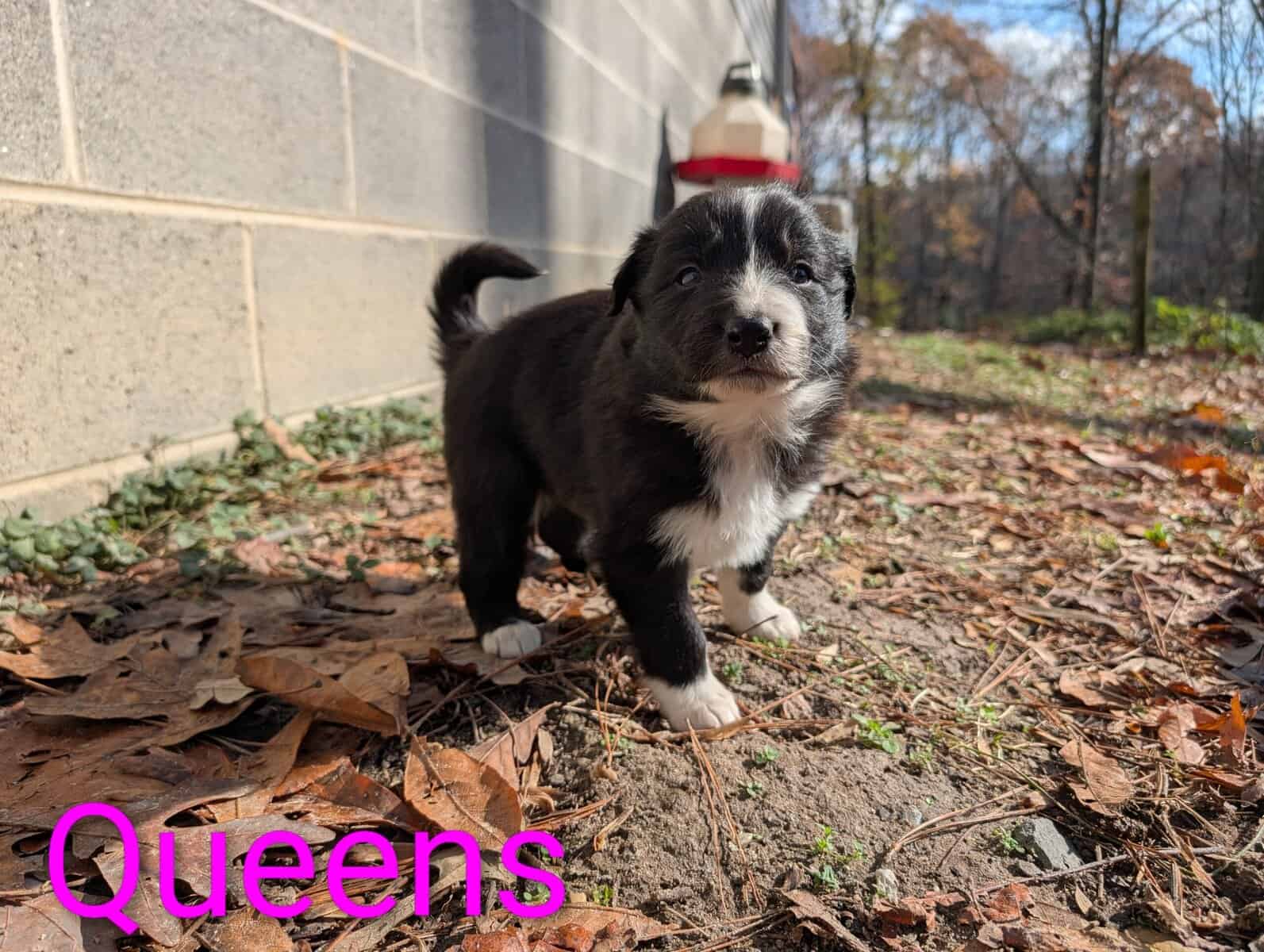 Border Collie Puppies image 11