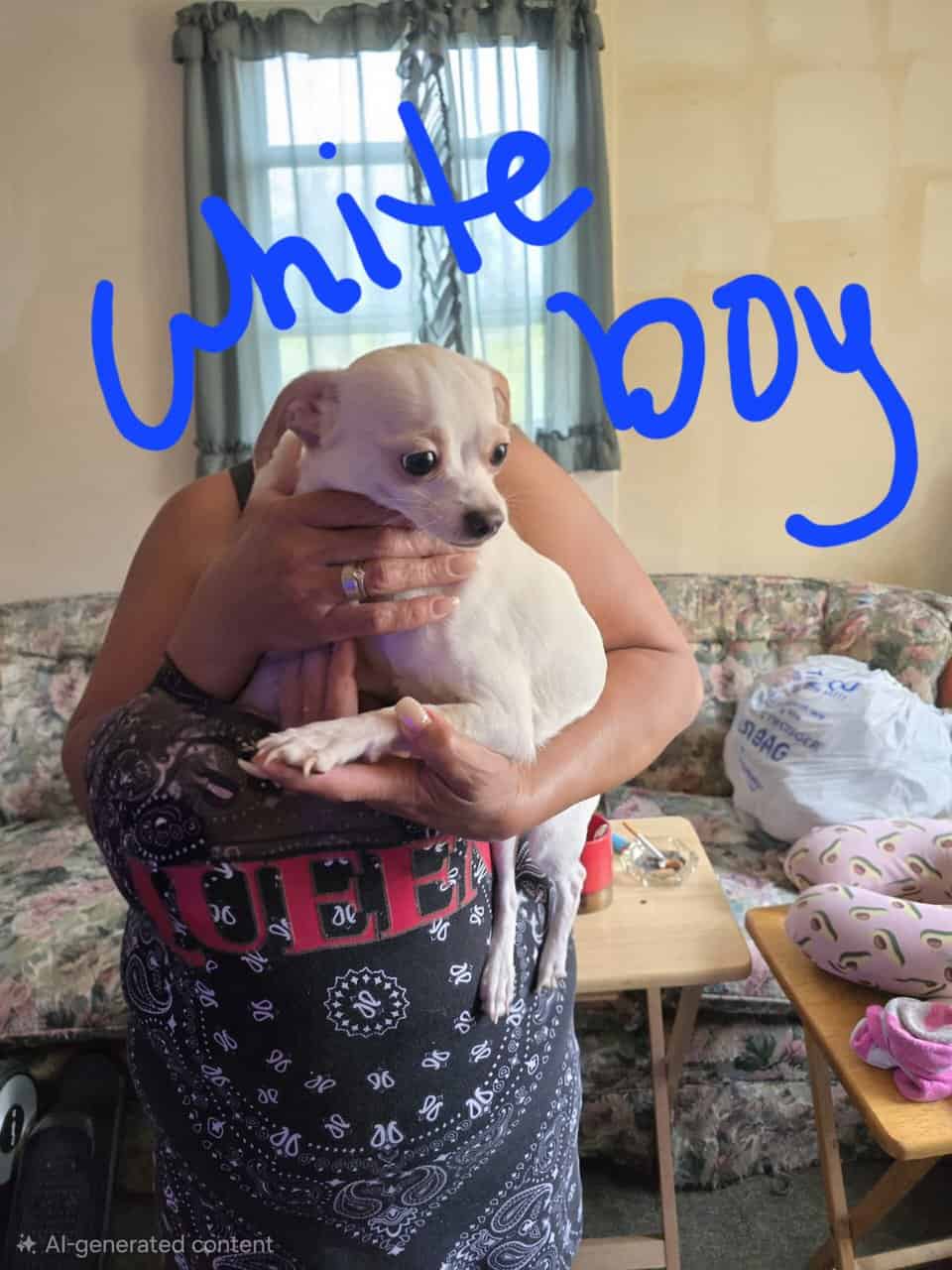 Malchi puppies image 1