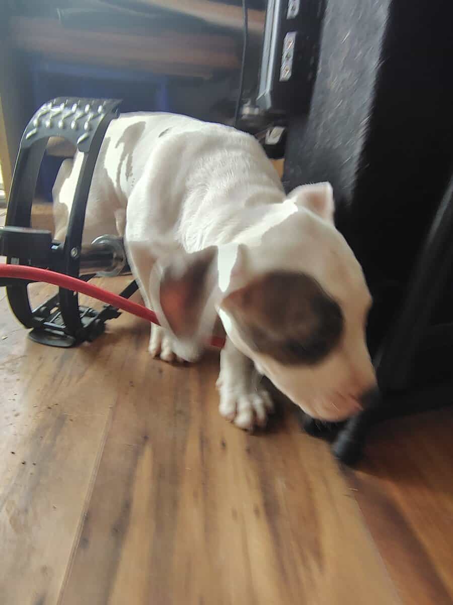Pitbull puppies need rehoming ASAP image 6