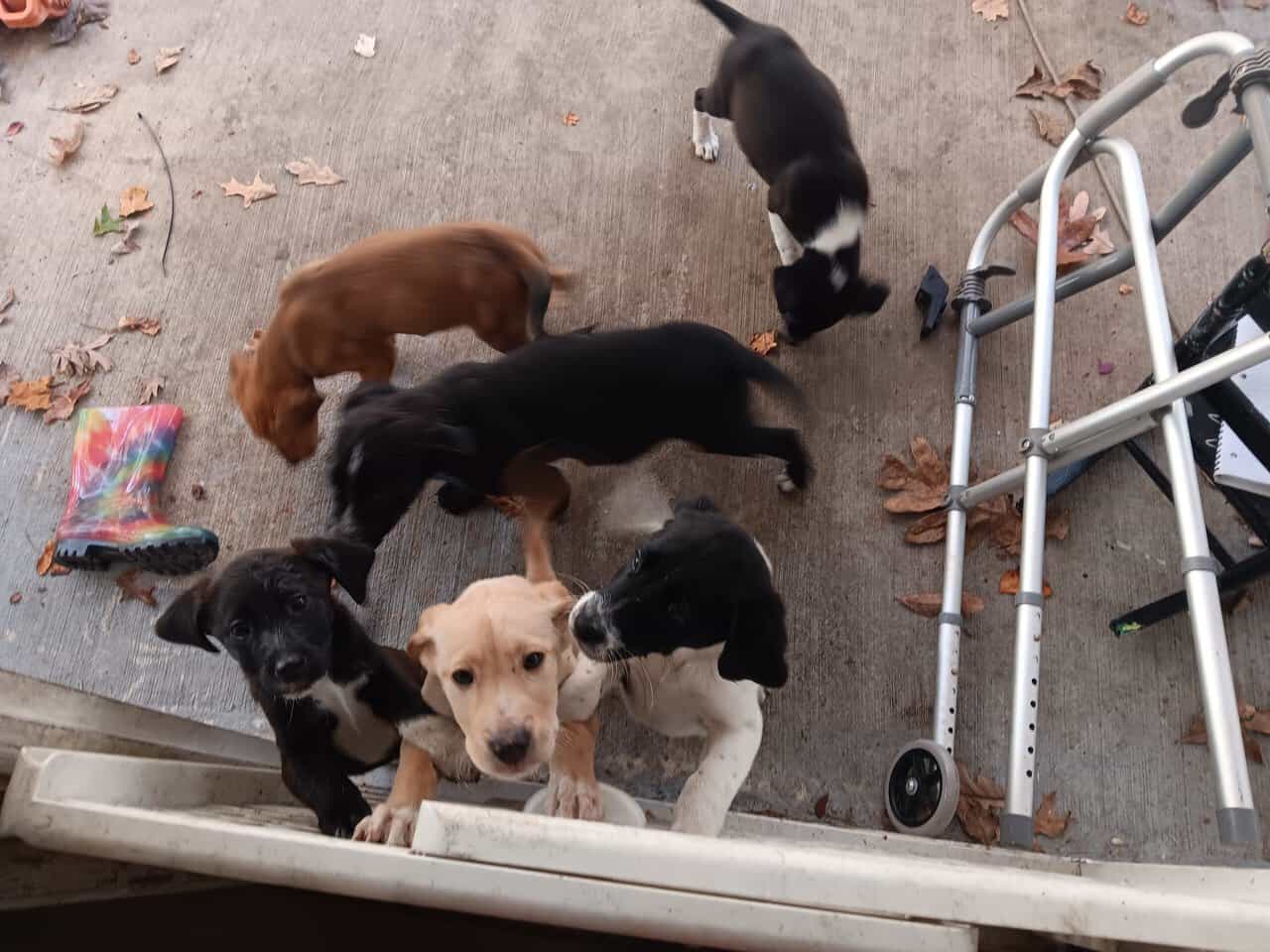Cane corso lab mix image 2