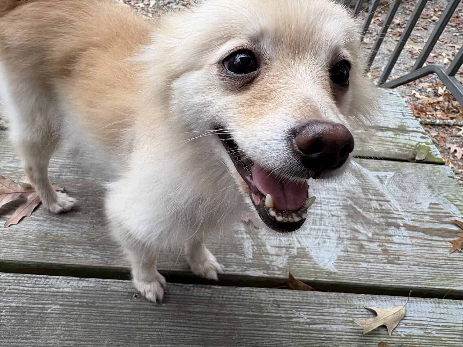 Pomeranian image 2