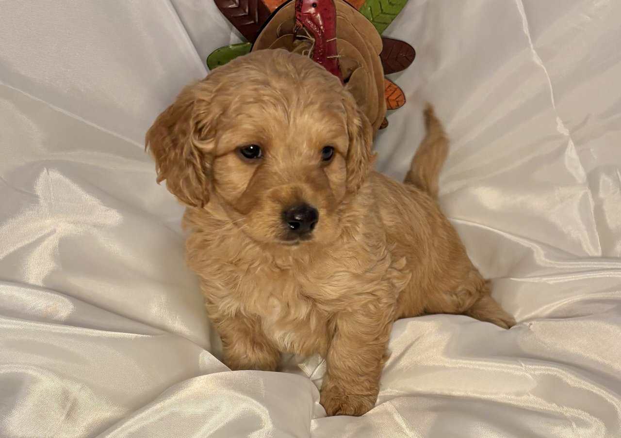 Mini Saint Berdoodle puppies image 7