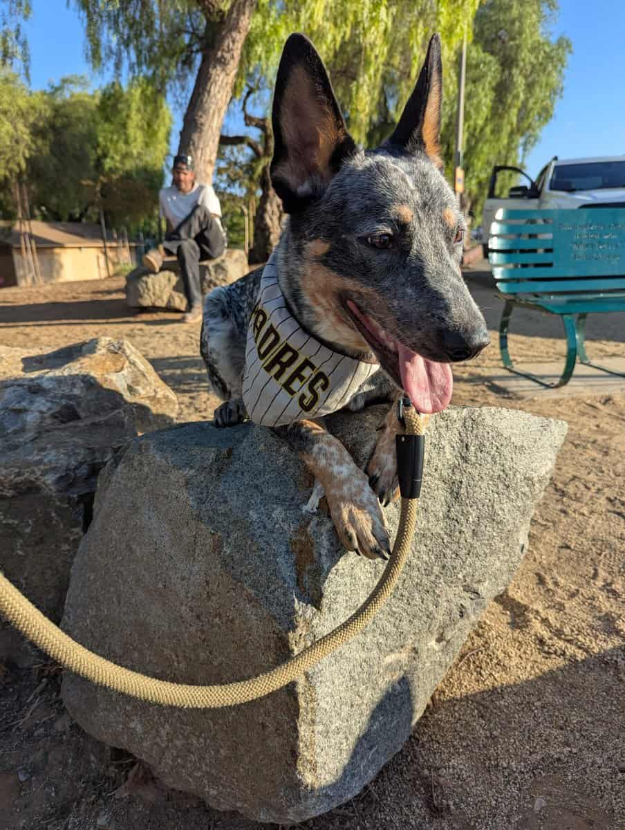 Blue heeler 1 yr male up to date image 2