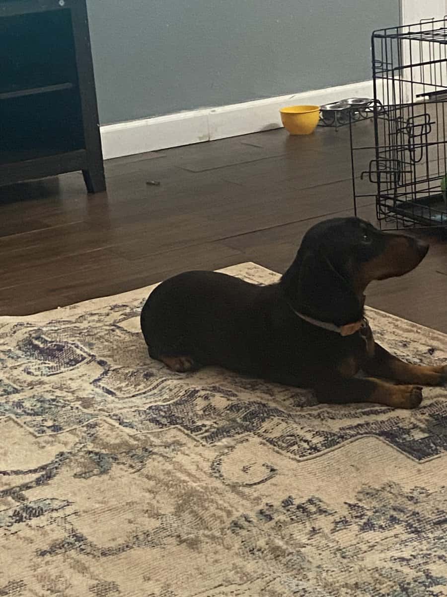Meet Pancakes! image 3