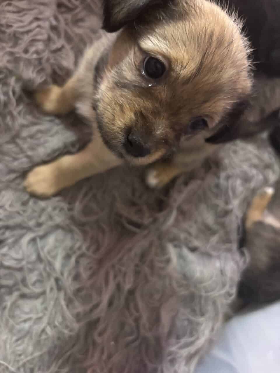 Patterdale terrier mix haizel image 5