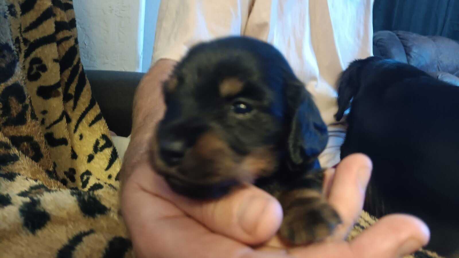 Miniature Dachshunds puppies image 4