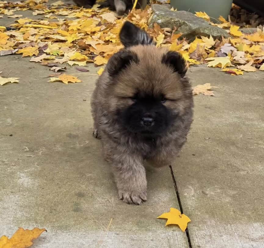 Adorable chow puppies image 1