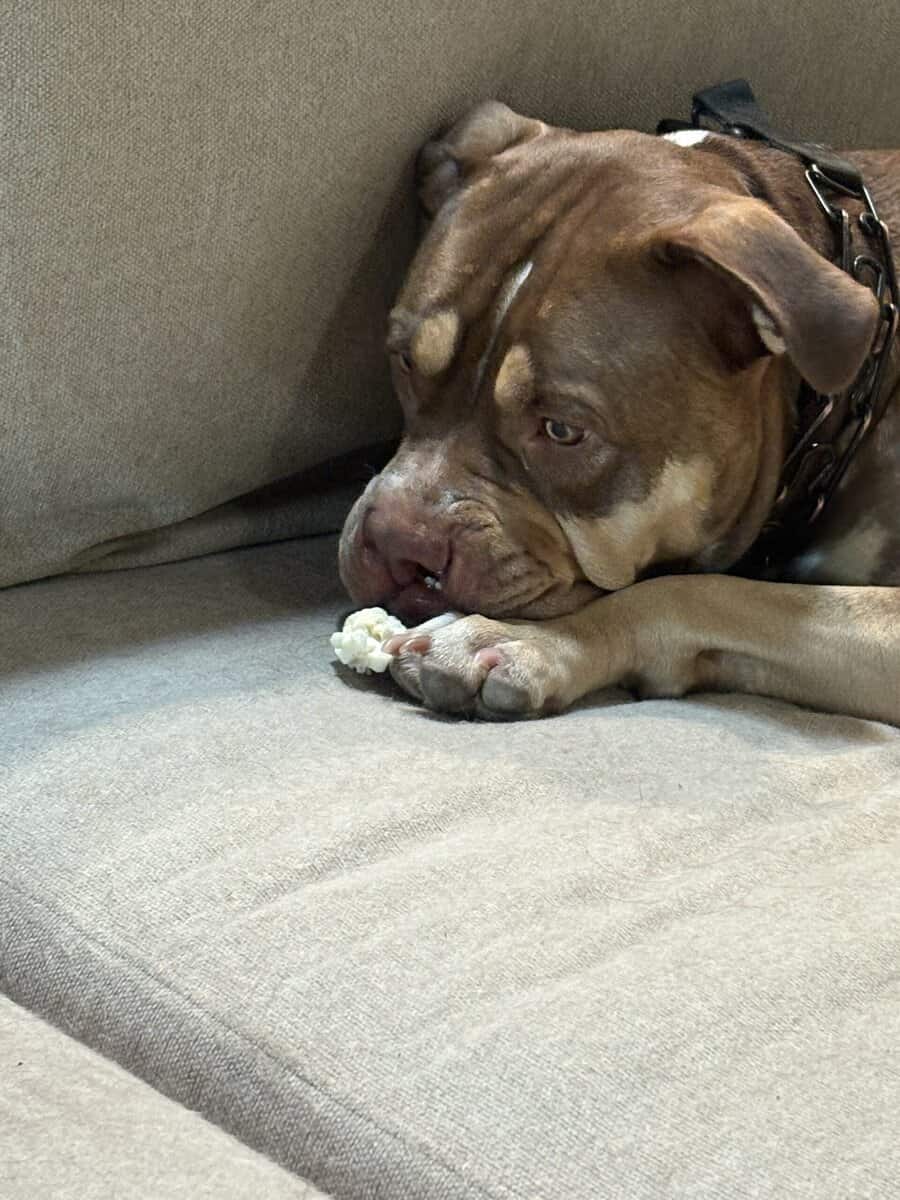 XL Bully needs to be rehomed image 3