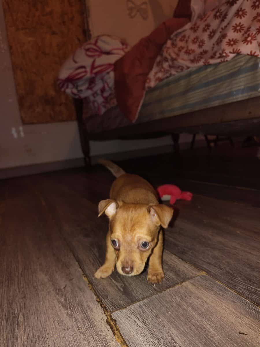 Female Chihuahua puppy image 2