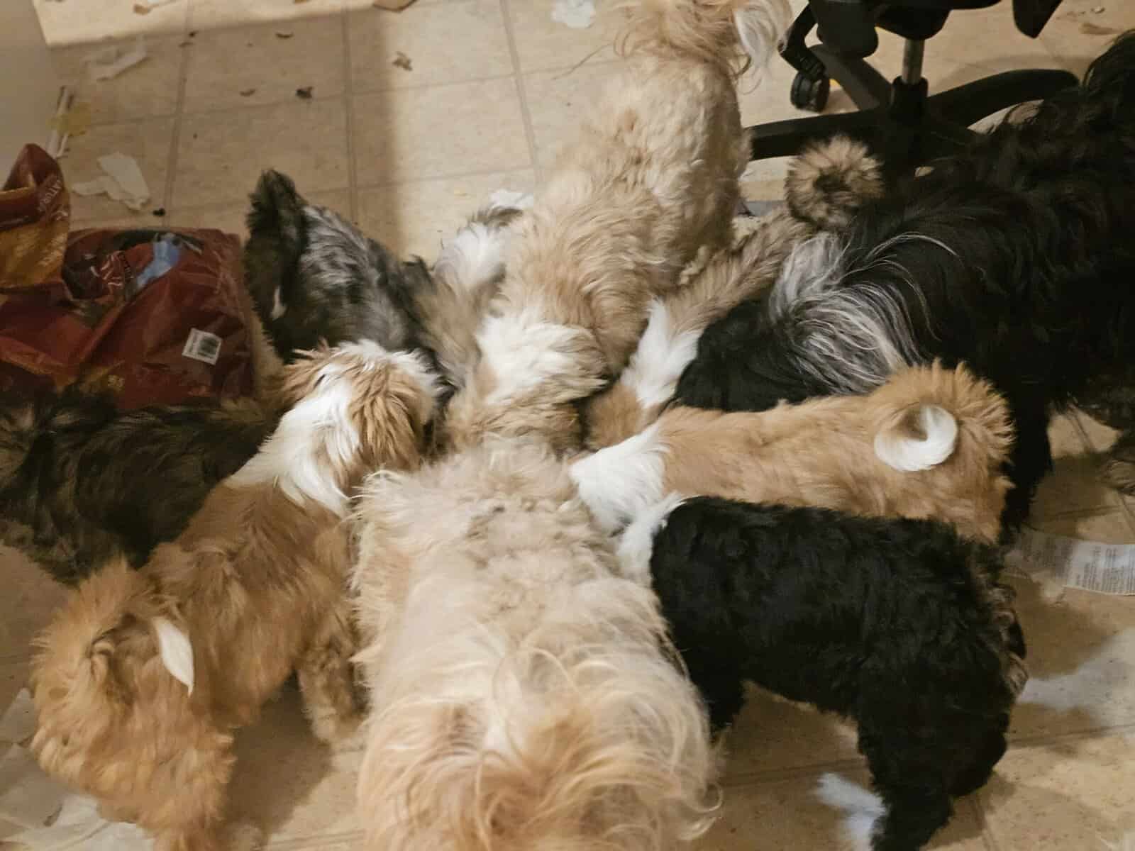 Tibetan Terriers image 3