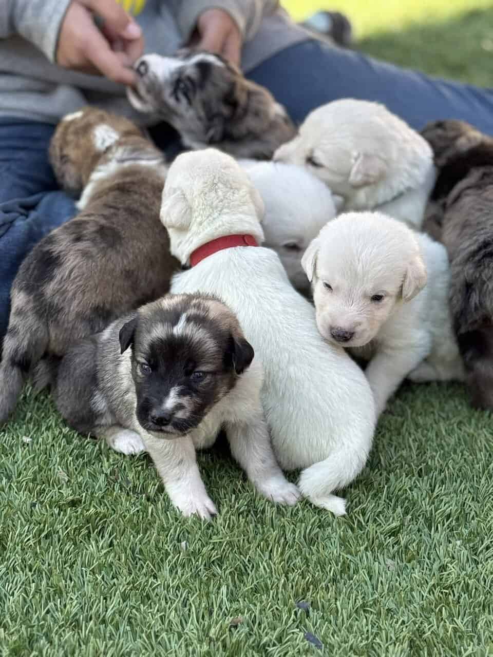 Great Pyrenees × Australian Shepherd × Lab Puppies image 7