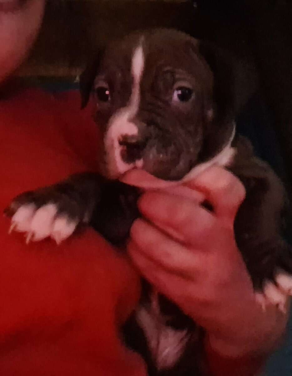 Cute pitbull pups image 11