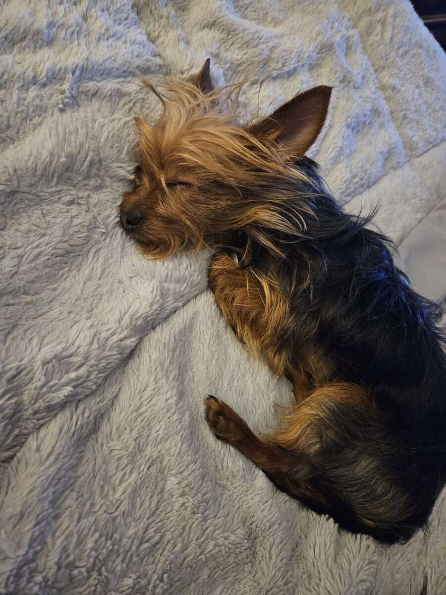 Looking to stud out my male yorkie image 1