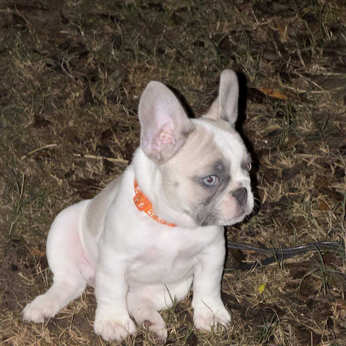 Frenchies ready for new homes image 6