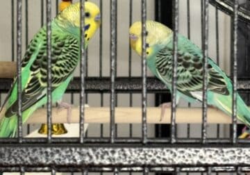 Two young parakeets/accessories