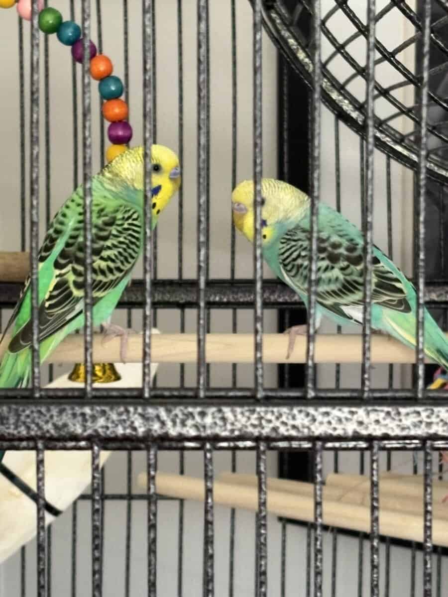Two young parakeets/accessories image 1