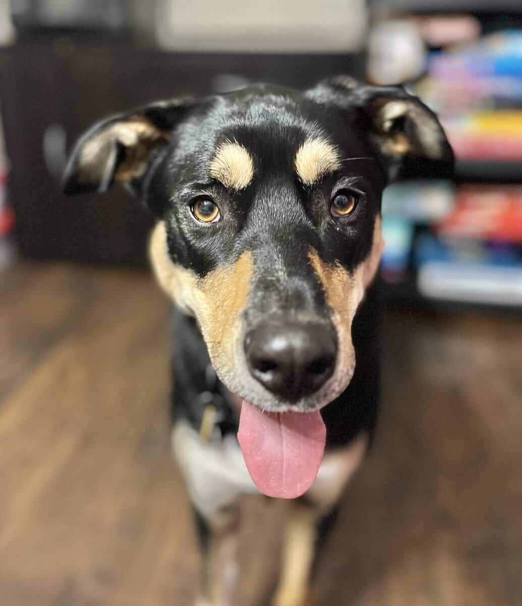 Looking for a new home - mixed breed husky / shep image 2