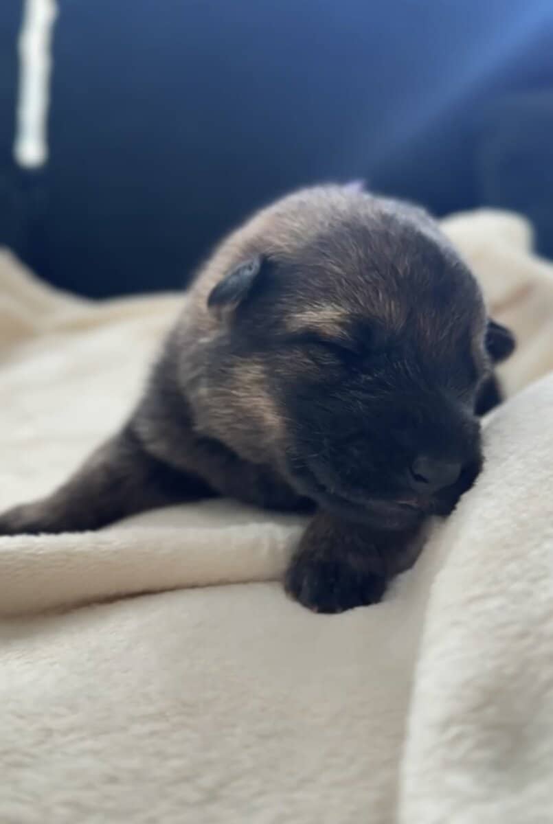AKC Registered, Top Pedigree, Working GSD Puppies image 5