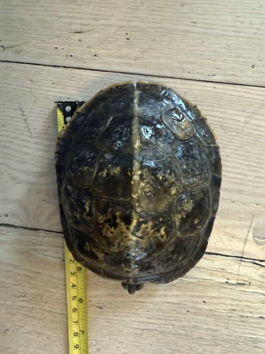 Turtles lost there mom to cancer image 4