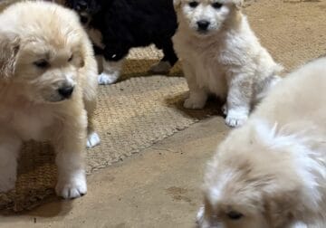 Gentle, loving, intelligent puppies