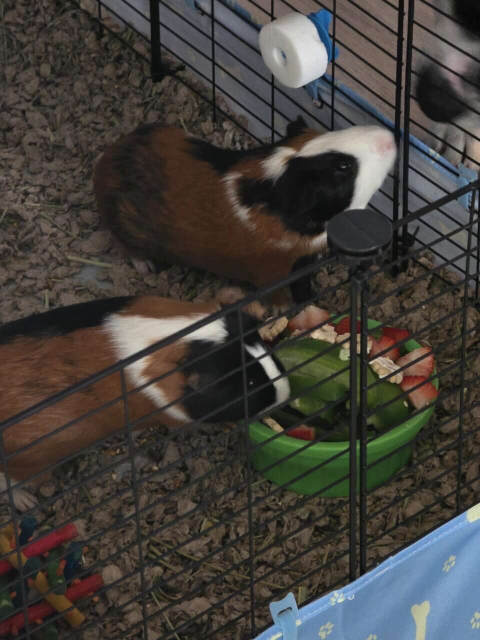 Rehoming 2 guniea pigs image 3