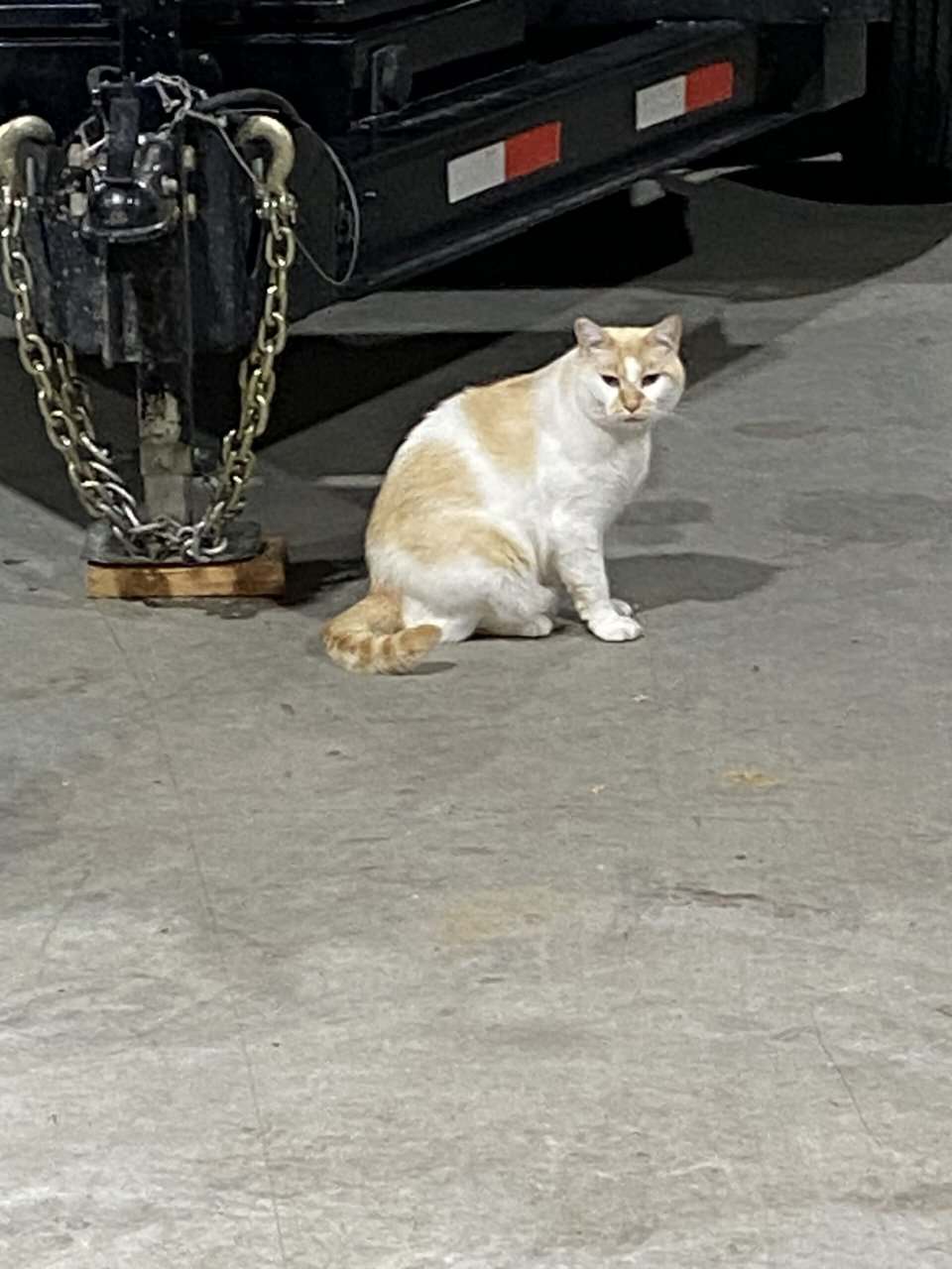 Barn Cats image 4