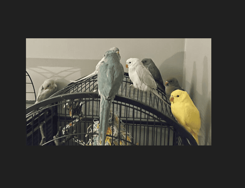 Indian Ringneck Parakeet image 2