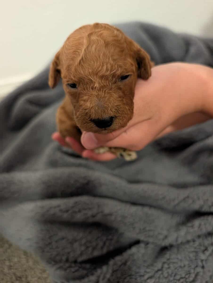 Mini Goldendoodles image 2
