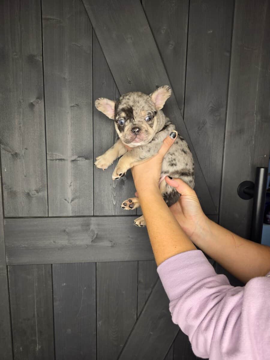 Akc frenchies image 1
