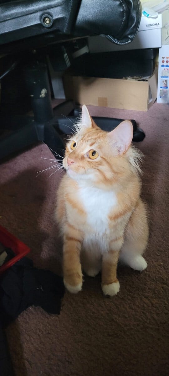 Domestic Longhair image 6