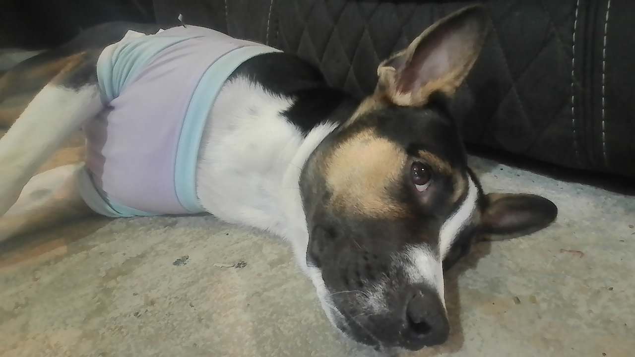 Free 7 month old!! image 3