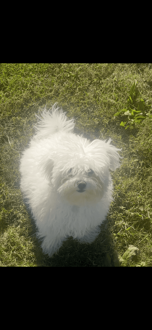 Female Maltipoo image 2