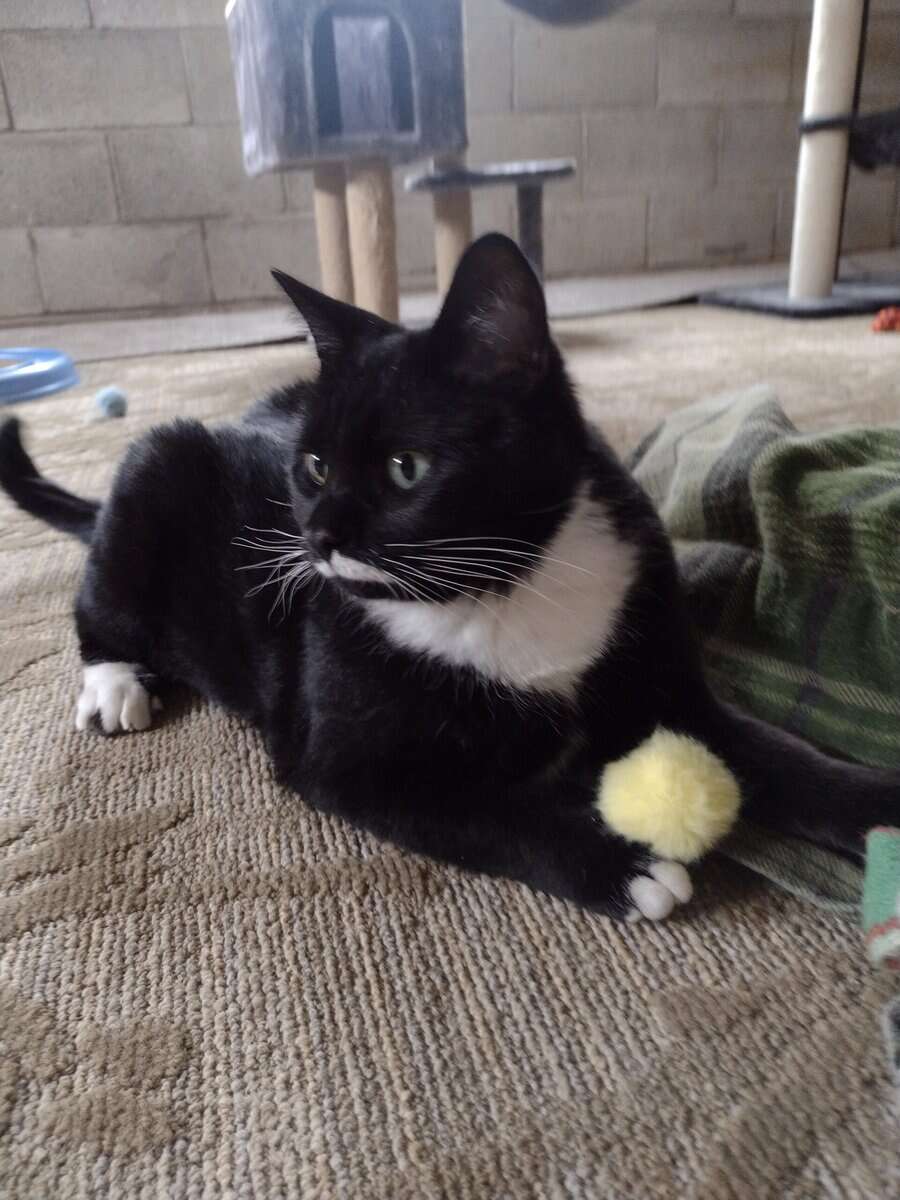 Cooper - Super Sweet 1 year old Deaf Male Cat image 2