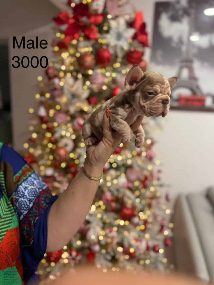 French bulldog for sale image 1