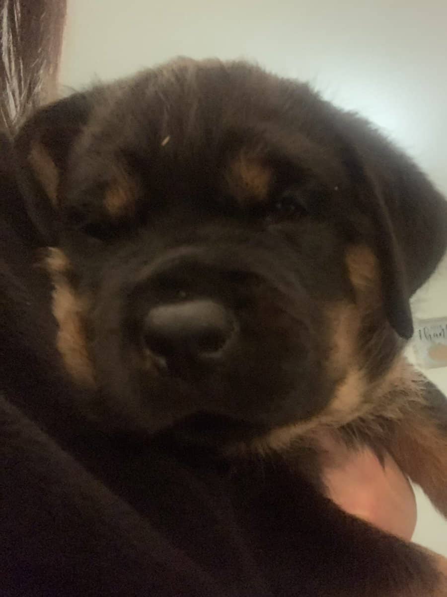 Female Rottweiler Pups image 4