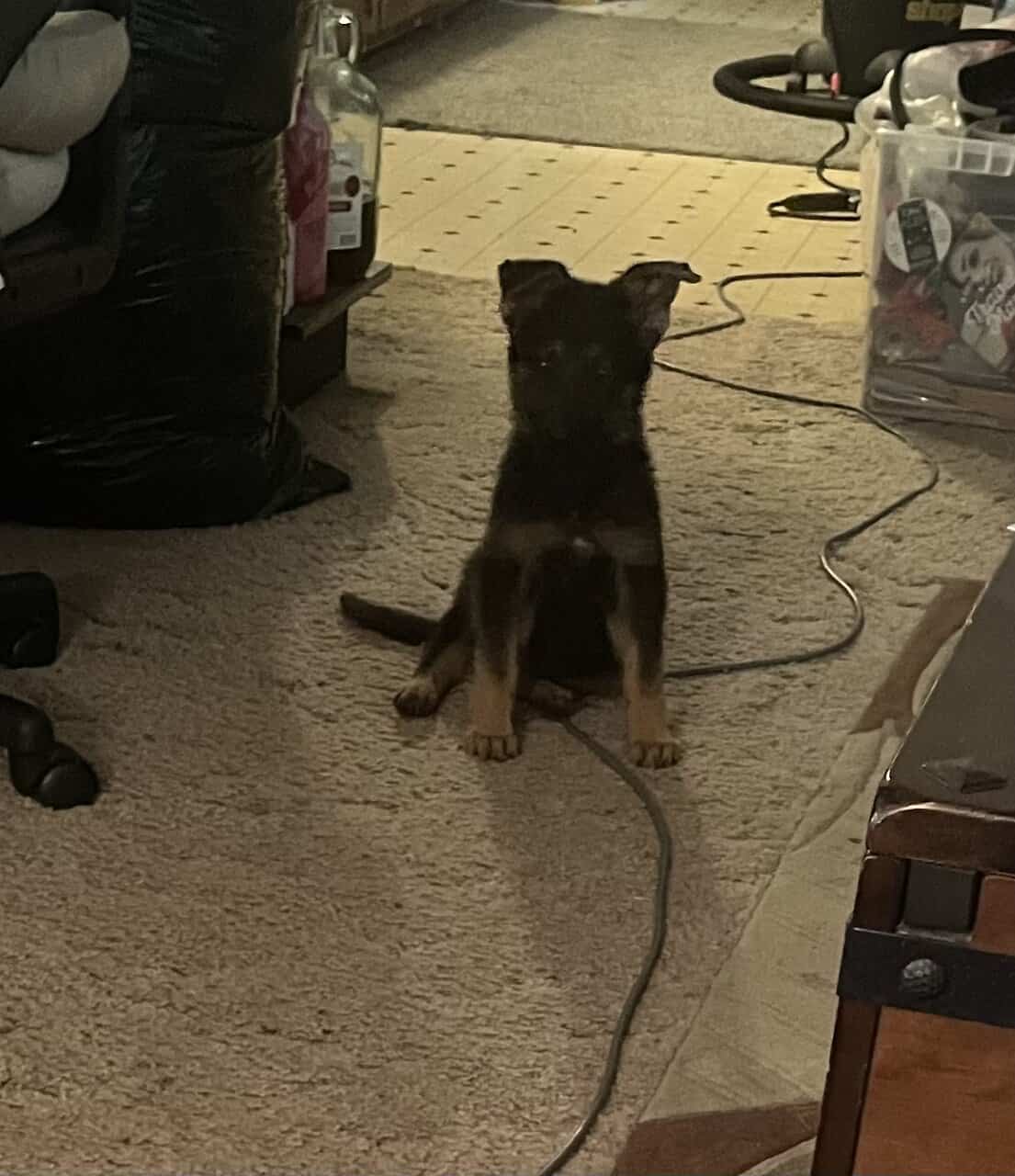 Male German Shepherd puppy image 3