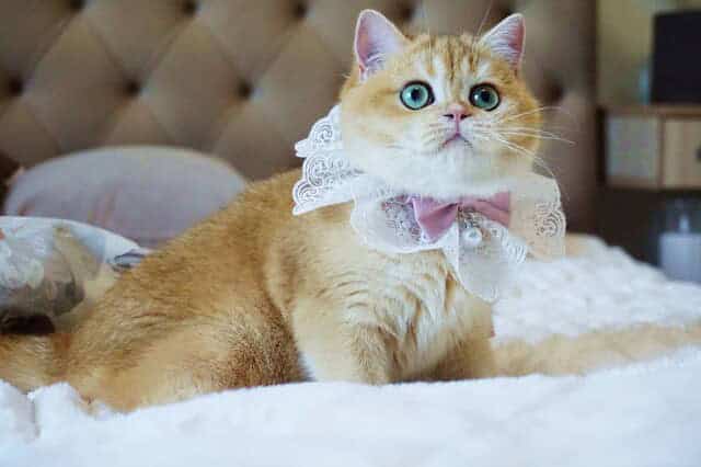 Black Golden Shell (ny12) British Shorthair Girl — image 4