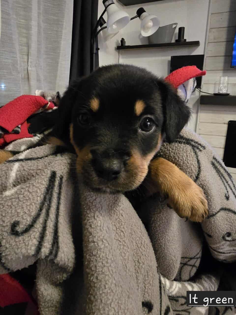 Borderweiler puppies available 11/21 image 4