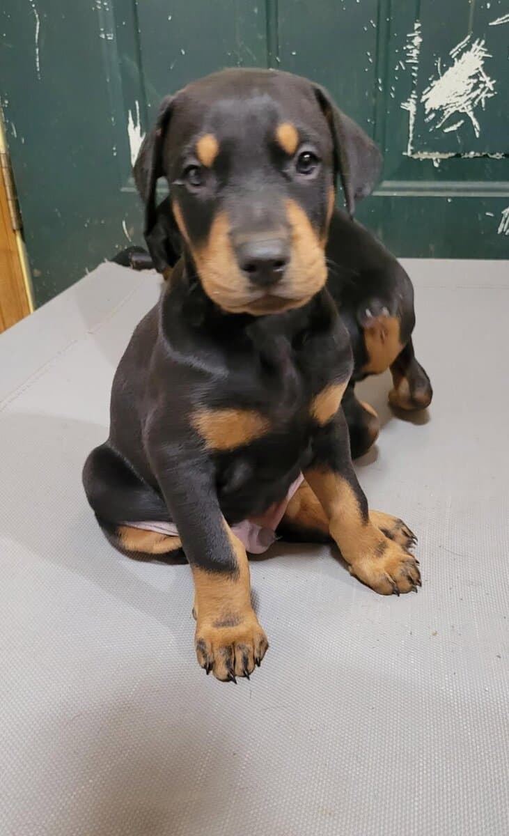 Doberman Puppies image 5