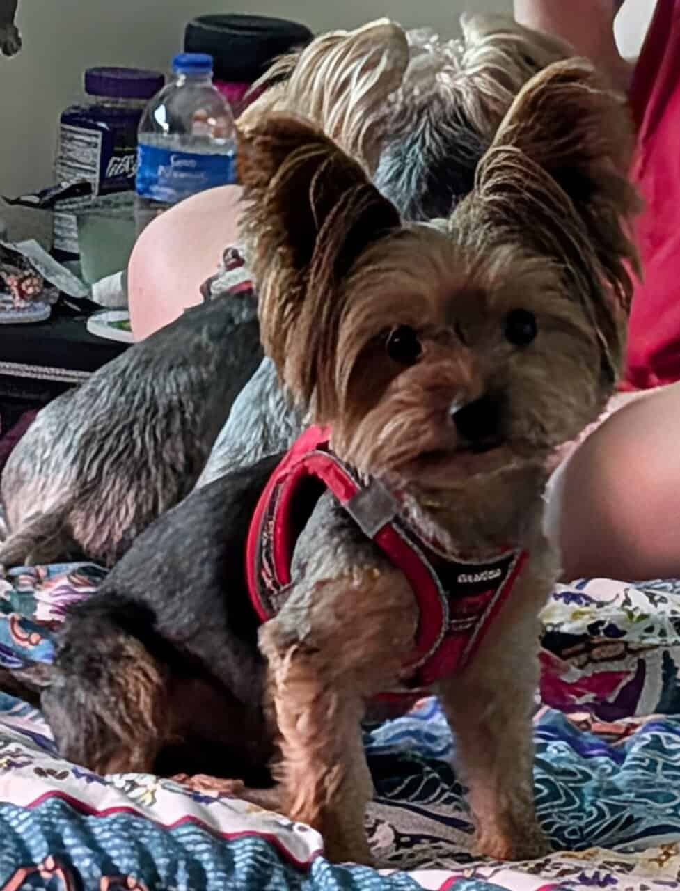 Yorkie Puppy image 10